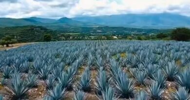 Con 23 municipios reconocidos, el mezcal morelense vuelve a tener Denominación de Origen, beneficiando a 3 mil productores y 278 años de tradición.