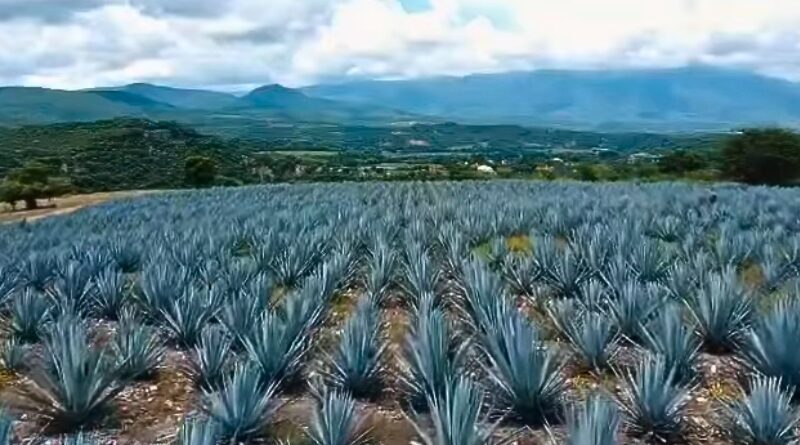 Con 23 municipios reconocidos, el mezcal morelense vuelve a tener Denominación de Origen, beneficiando a 3 mil productores y 278 años de tradición.