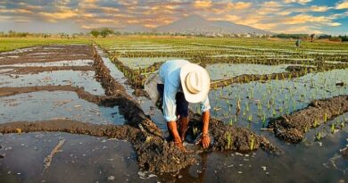 Autoridades estatales y productores unen esfuerzos para crear rutas agroturísticas que impulsen la economía local y promuevan el turismo sostenible.