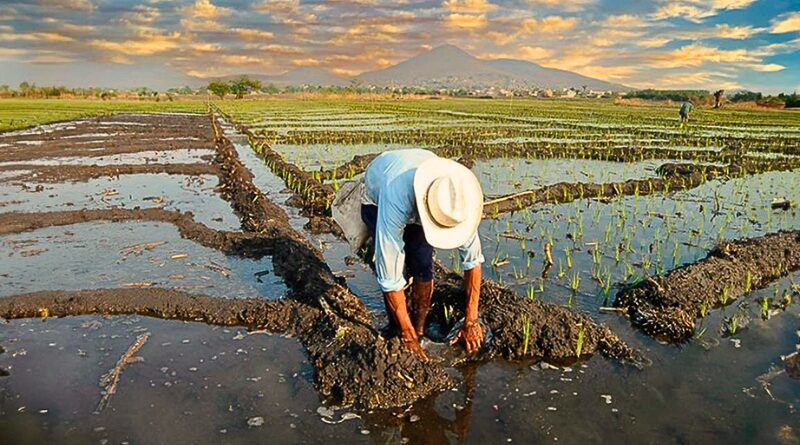 Autoridades estatales y productores unen esfuerzos para crear rutas agroturísticas que impulsen la economía local y promuevan el turismo sostenible.
