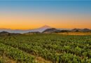 Productores morelenses participan en Fruit Attraction 2025 para abrir mercados internacionales y posicionar al estado como líder agrícola.