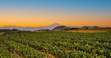 Productores morelenses participan en Fruit Attraction 2025 para abrir mercados internacionales y posicionar al estado como líder agrícola.