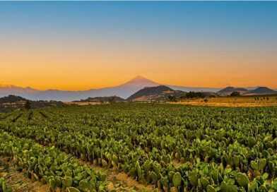Productores morelenses participan en Fruit Attraction 2025 para abrir mercados internacionales y posicionar al estado como líder agrícola.
