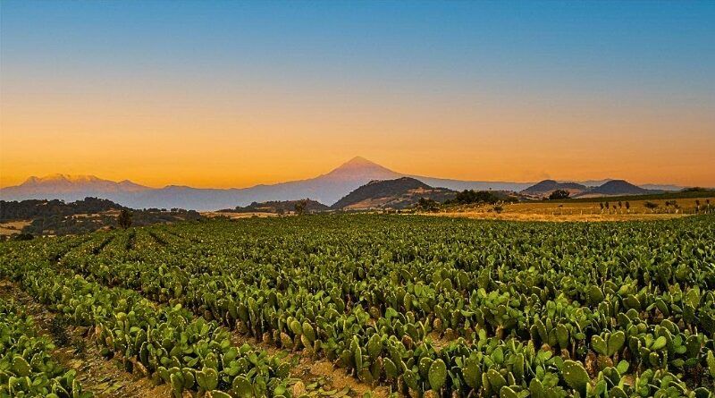 Productores morelenses participan en Fruit Attraction 2025 para abrir mercados internacionales y posicionar al estado como líder agrícola.
